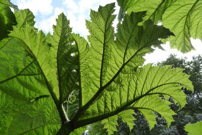Gunnera manicata - Trebah花园-康沃尔，英格兰，英国