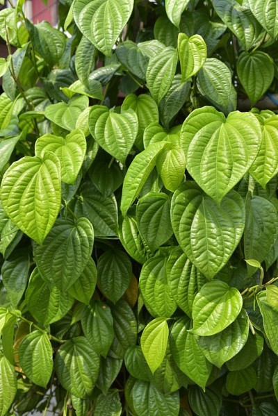 槟榔叶植物