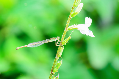 蜻蜓