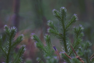 石松，鹿蹄草，鹿蹄草，牡鹿角，鹿蹄草。森林地面上长有亮蓝色绒毛的苔藓绿芽。