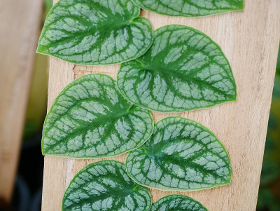墨西哥雏菊在花园里粘墙