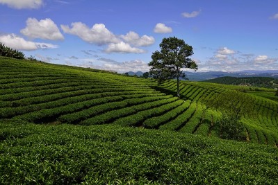 高原绿茶农场
