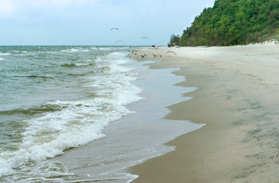 一群海鸥掠过海浪，荒芜的海岸