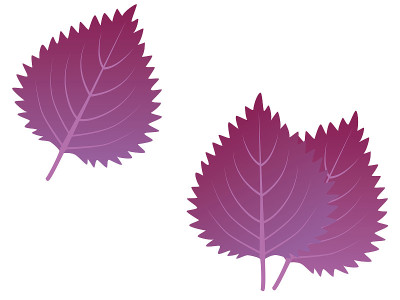 简单的紫苏叶。日本的草。Aka-shiso。