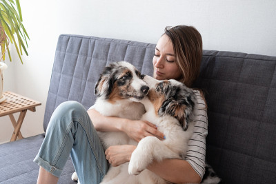 迷人的女人拥抱着两只蓝色的澳大利亚牧羊犬小狗