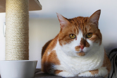 猫在打盹