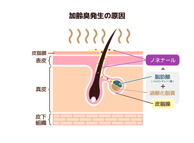 老化的原因气味向量插图