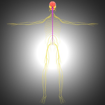人体脑叶解剖的医学概念3D