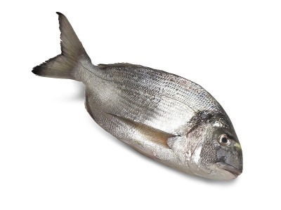 海鲷