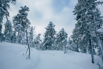 夕阳下的雪景，芬兰拉普兰冬天结冰的树木