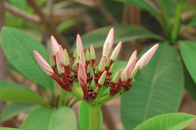 Plumeria