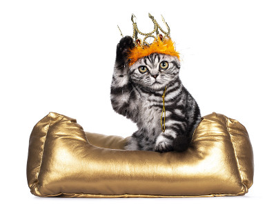 年轻的英国短毛猫小猫在白色