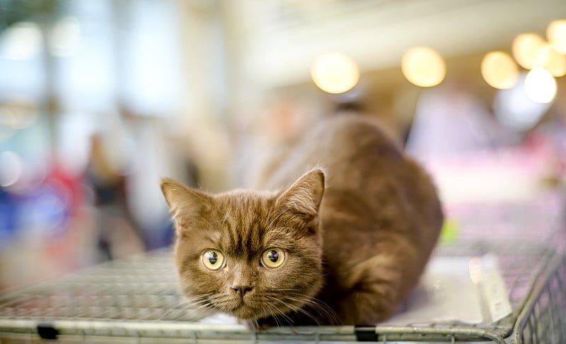 猫品种苏格兰海峡苏格兰矩形猫