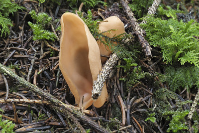 兔耳(Otidea onotica)是一种可食用的蘑菇