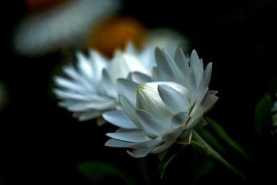 花盛开