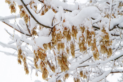 白雪覆盖的树枝上的枫树种子。