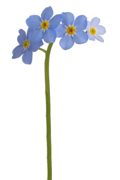 花孤立