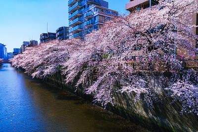 日本东京的春目黑河和樱花节