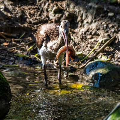 朱鹮、福氏斑鳖吃鱼
