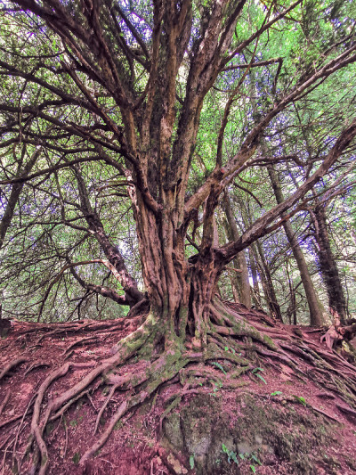神奇的Puzzlewood