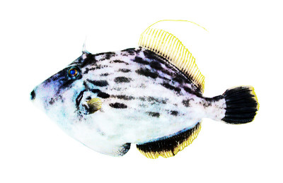 水彩图像处理filfish插图
