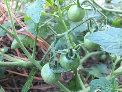 花园里的绿番茄
