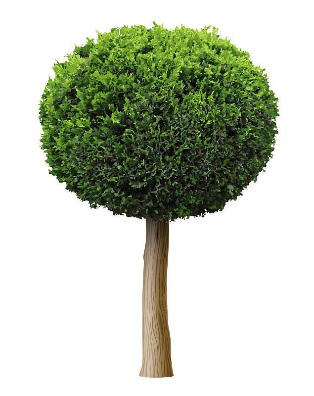 图雅植物灌木或刺柏球形树