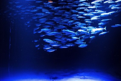 可愛いお魚