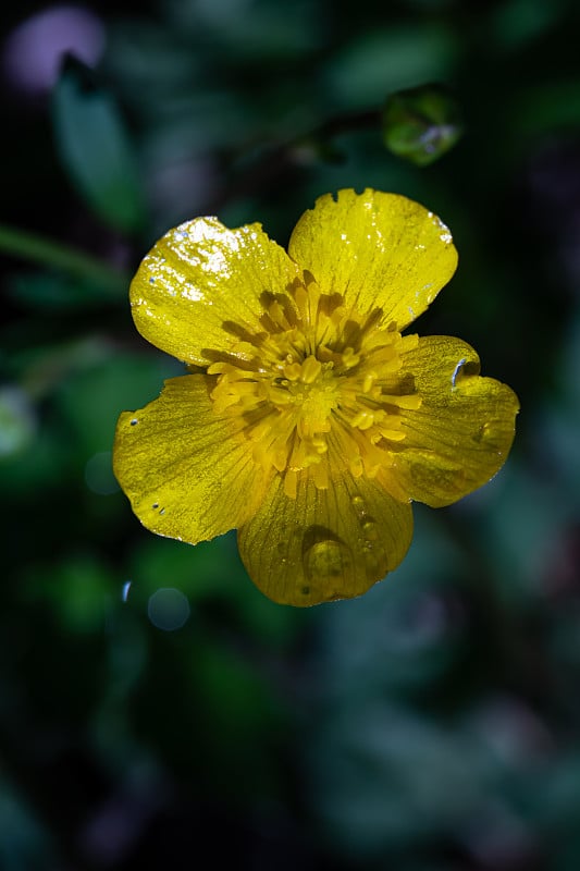 毛茛科的花生长在林地，接近