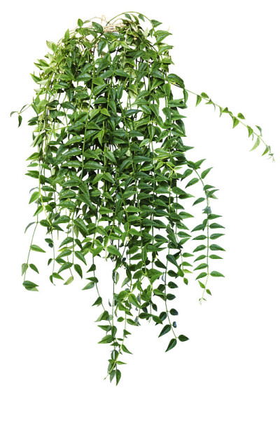 常青藤，蔓藤，匍匐植物。室内植物为家庭和办公室隔离在白色背景
