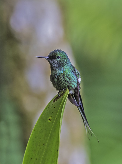 绿刺尾蜂(dissura conversii)是一种小型蜂鸟，从哥斯达黎加到厄瓜多尔西部是当地的饲养