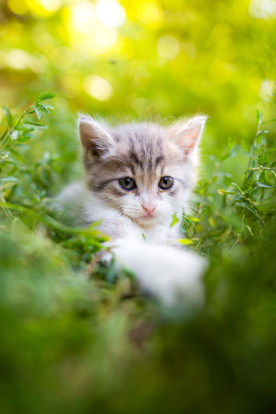 小猫在公园的绿草里