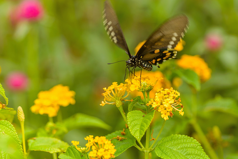 一只黑色燕尾蝶(Papilio Polyxenes)在夏季花园的金色花朵上跳舞。