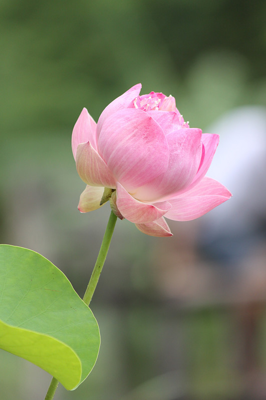 莲花