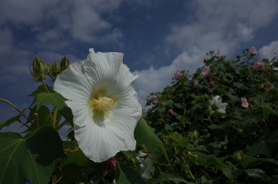 棉花Rosemallow