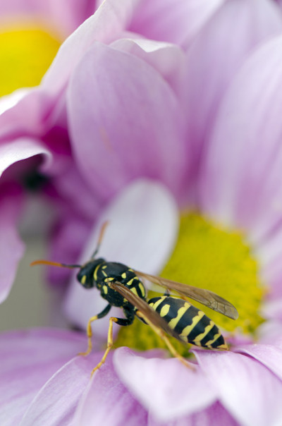蜜蜂在给花授粉