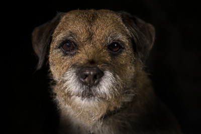 博德猎狐犬
