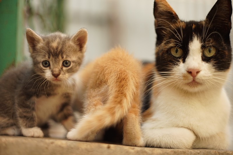 三色猫妈妈和她的小猫，有趣的家庭肖像户外。