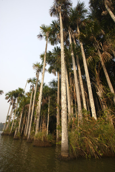 莫里什棕榈