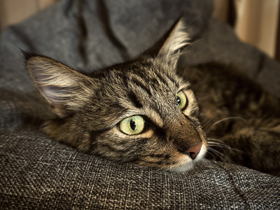 猫躺灰椅袋