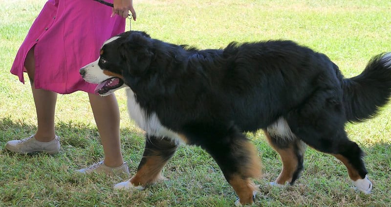 伯恩斯山地犬训练