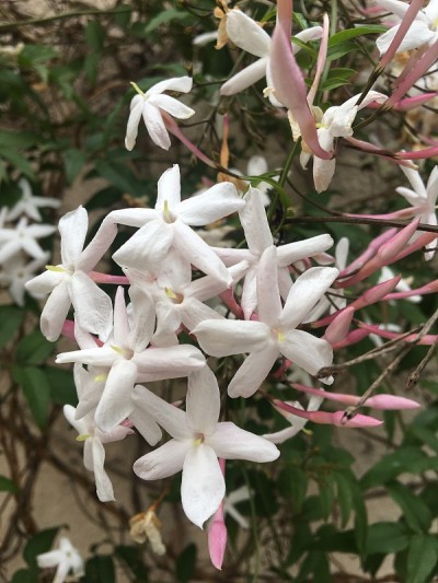 茉莉花