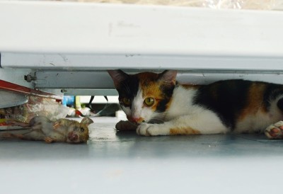 商店货架下的小猫和死老鼠