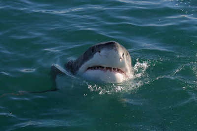 大白鲨，Carcharodon carcharias，在南非的福斯湾偷窥