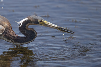 三原色Heron