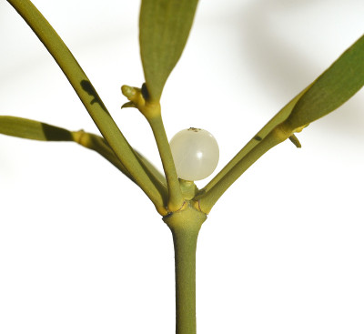 Mistel,槲寄生专辑