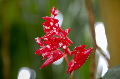 花盛开的特写