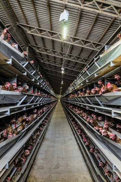 家禽养殖场典型的标准多级鸡蛋输送生产线。有限的景深。