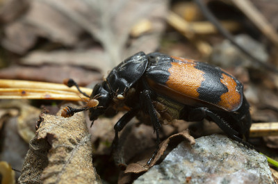埋葬甲虫，Nicrophorus调查与寄生虫