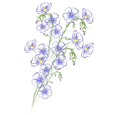 亚麻花，手绘矢量草图。